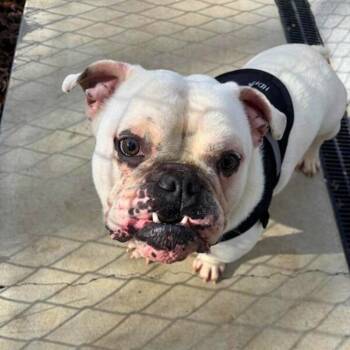 Rescue English Bulldog Dogs for Adoption in New York, New York - Mayor | PetCurious