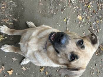 Rescue German Shepherd Dog and Mastiff Dogs for Adoption in Chelsea, Vermont - Rosie | PetCurious