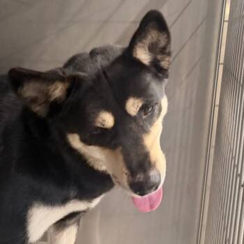 Siberian Husky Dogs Available for Adoption - Diego | PetCurious