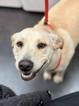 Mixed Breed Dogs Available for Adoption in Memphis, Tennessee - Cheerio | PetCurious