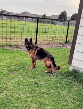 Rescue German Shepherd Dog Dogs for Adoption in Lavon, Texas - Farrah | PetCurious