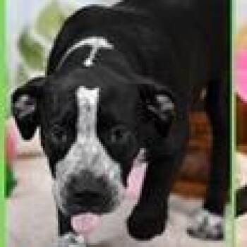 Ulysses -  Boxer and Mixed Breed Dog for Adoption in Tampa, Florida - Ulysses | PetCurious