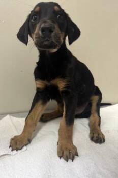 JACK -  Doberman Pinscher and Mixed Breed Dog for Adoption in Redlands, California - JACK | PetCurious