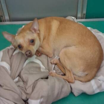 Chihuahua and Mixed Breed Dogs Available for Adoption in Bend, Oregon - Pinky | PetCurious