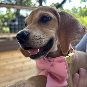 Peaches -  Coonhound Dog for Adoption in Austin, Texas - Peaches | PetCurious