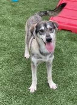 Rescue Husky and Labrador Retriever Dogs for Adoption in Chesapeake, Virginia - Jones (female Husky/lab Mix) | PetCurious