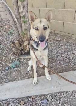 Theodora -  German Shepherd Dog Dog for Adoption in Glendale, Arizona - Theodora | PetCurious