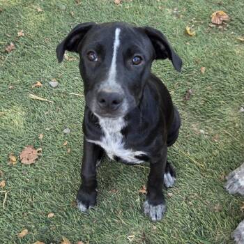 Skunky Success -  Australian Cattle Dog Blue Heeler and Black Labrador Retriever Dog for Adoption in Andover, Massachusetts - Skunky Success | PetCurious