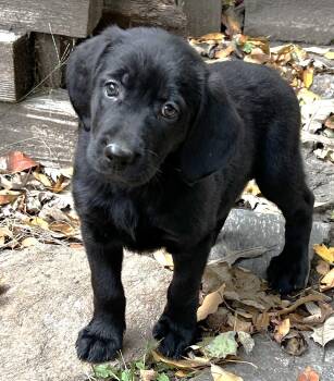 Rescue Labrador Retriever and Border Collie Dogs for Adoption in Lisbon, Iowa - Patty | PetCurious