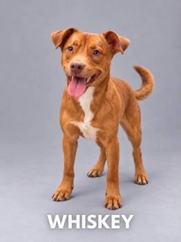 Whisky -  Labrador Retriever Dog for Adoption in Lucas, Texas - Whisky | PetCurious