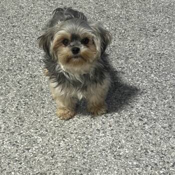 Mandy. 5.4 lbs -  Morkie Dog for Adoption in Antwerp, Ohio - Mandy. 5.4 Lbs | PetCurious