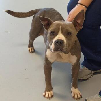 CCMS-Stray-113177 -  Terrier Dog Available for Adoption in Clarksdale, Mississippi - CCMS-Stray-113177 | PetCurious