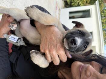 German Shepherd Dog Dogs Available for Adoption - Mila | PetCurious