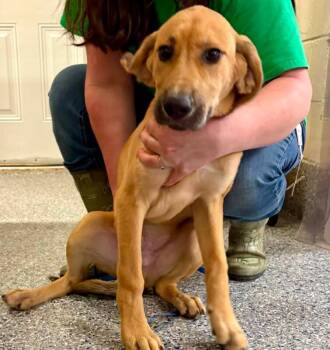 Oakley -  Treeing Walker Coonhound and Great Pyrenees Dog for Adoption in Burgaw, North Carolina - Oakley | PetCurious