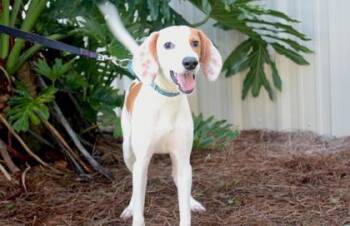 Limoncello -  Greyhound and Mixed Breed Dog for Adoption in Brunswick, Georgia - Limoncello | PetCurious