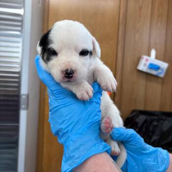 Mixed Breed Dogs Available for Adoption in Loxahatchee Groves, Florida - Dove 1578 | PetCurious
