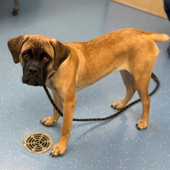 Kona -  Cane Corso Dog for Adoption in Watertown, New York - Kona | PetCurious