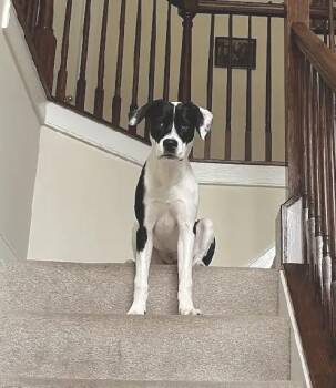 Rescue Labrador Retriever and Hound Dogs for Adoption in Huntingtown, Maryland - Oreo - Rehoming | PetCurious