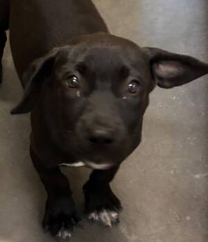 Phoebe -  Basset Hound Dog for Adoption in Elizabethton, Tennessee - Phoebe | PetCurious