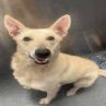 Snowy -  White German Shepherd Dog for Adoption in Denver, Colorado - Snowy | PetCurious