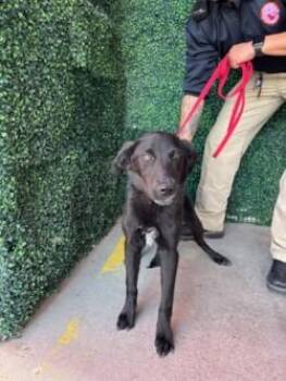 61273467 -  Labrador Retriever and Mixed Breed Dog for Adoption in El Paso, Texas - 61273467 | PetCurious