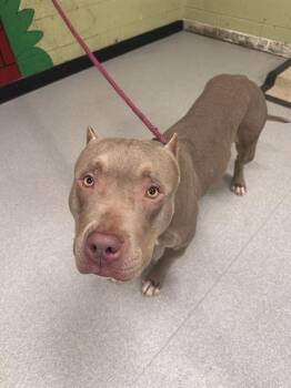COCO -  Pit Bull Terrier Dog for Adoption in Indianapolis, Indiana - COCO | PetCurious