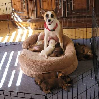 Earth Day -  Labrador Retriever Dog Available for Adoption in Austin, Texas - Earth Day | PetCurious