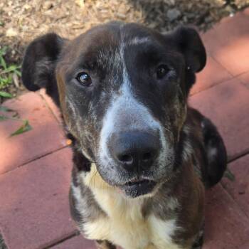 Rudolph -  Mixed Breed Dog for Adoption in Normal, Illinois - Rudolph | PetCurious