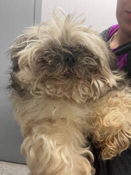 Chip -  Shih Tzu Dog for Adoption in Auburn, Indiana - Chip | PetCurious