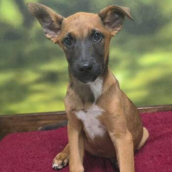 Shepherd Dogs Available for Adoption - Dimitri | PetCurious