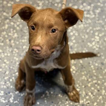 TUSC-Stray-84688 -  Labrador Retriever and Mixed Breed Dog for Adoption in Tuscaloosa, Alabama - TUSC-Stray-84688 | PetCurious