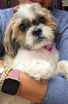 Rescue Shih Tzu Dogs for Adoption in Beverly Hills, California - Gizmo | PetCurious