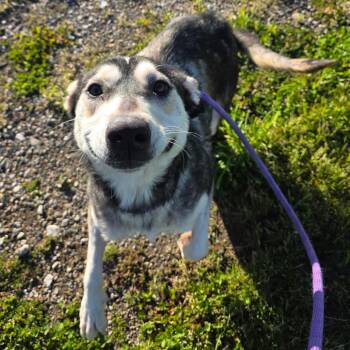 Mixed Breed Dogs Available for Adoption in Bristol, Indiana - Misty | PetCurious