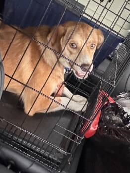 Yotte -  Australian Shepherd and Mixed Breed Dog for Adoption in Irwin, Pennsylvania - Yotte | PetCurious