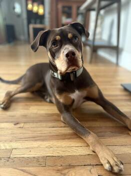 Gauthier / Rocky -  Labrador Retriever Dog for Adoption in Broomfield, Colorado - Gauthier / Rocky | PetCurious