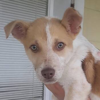 Mixed Breed Dogs Available for Adoption in Rockdale, Texas - Clark | PetCurious