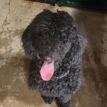 Diedra -  Standard Poodle Dog Available for Adoption in Birmingham, Alabama - Diedra | PetCurious
