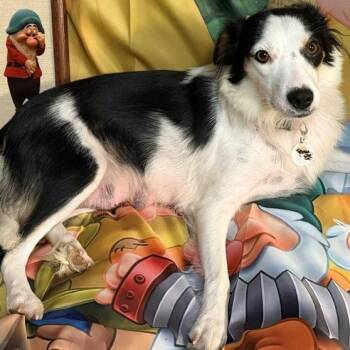 Snow White -  Australian Shepherd and Mixed Breed Dog for Adoption in Normal, Illinois - Snow White | PetCurious