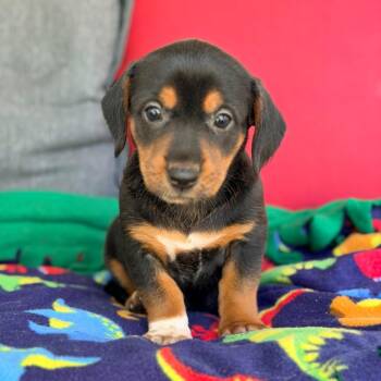 Adeline -  Mixed Breed Dog for Adoption in Branson, Missouri - Adeline | PetCurious