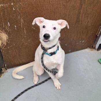 Minnie -  Mixed Breed Dog for Adoption in Duncan, Oklahoma - Minnie | PetCurious