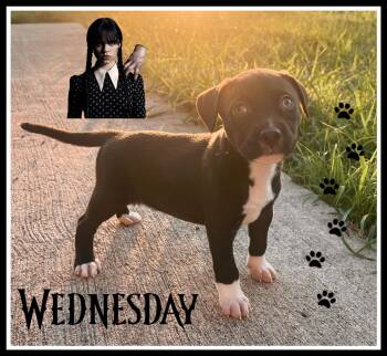 Wednesday -  American Bulldog Dog for Adoption in Brentwood, Tennessee - Wednesday | PetCurious