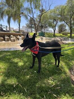 Labrador Retriever Dogs Available for Adoption in Gig Harbor, Washington - Hanna | PetCurious