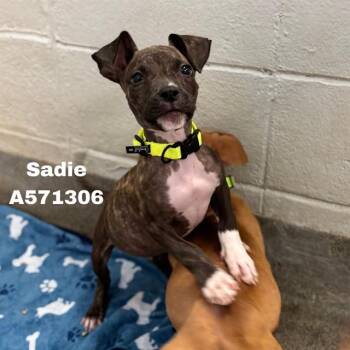 SADIE -  Pit Bull Terrier and Mixed Breed Dog for Adoption - SADIE | PetCurious