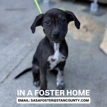 Staffordshire Bull Terrier and Mixed Breed Dogs Available for Adoption in Modesto, California - TEX | PetCurious