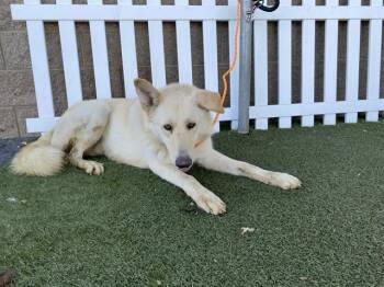 German Shepherd Dog and Mixed Breed Dogs Available for Adoption - CHEDDAR | PetCurious