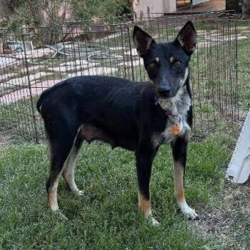 Dolly -  Mixed Breed Dog for Adoption in Prescott, Arizona - Dolly | PetCurious