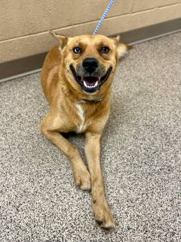 Labrador Retriever and German Shepherd Dog Dogs Available for Adoption in Fort Payne, Alabama - Mojo | PetCurious
