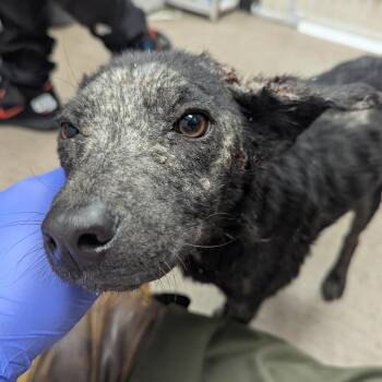 Terrier Dogs Available for Adoption - Rocky Road | PetCurious