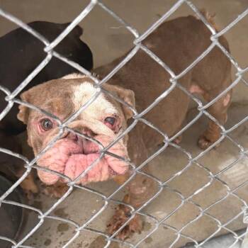 IVHS-Stray-143697 -  English Bulldog Dog for Adoption in San Gabriel, California - IVHS-Stray-143697 | PetCurious