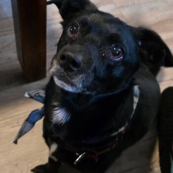 Rescue Mixed Breed Dogs for Adoption in Buffalo, Minnesota - Dough | PetCurious